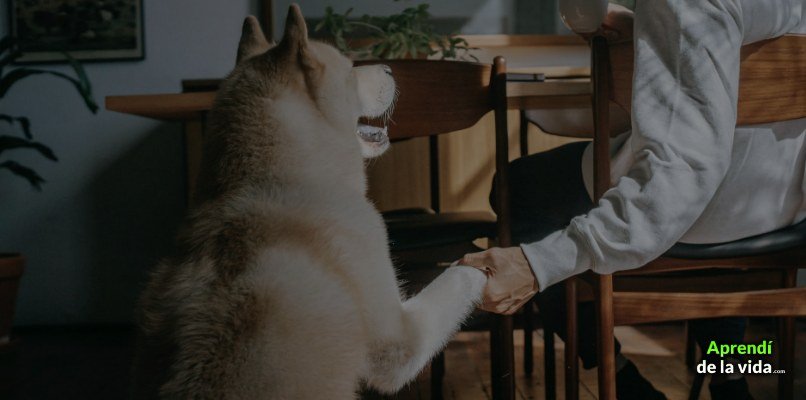 perro dando mano humano