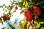 ¿Qué significa soñar con manzanas? - Grandes, pequeñas, rojas, verdes y amarillas