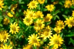 ¿Las flores amarillas simbolizan infidelidad?