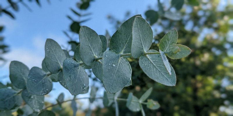 Rama de eucalipto con hojas al aire libre