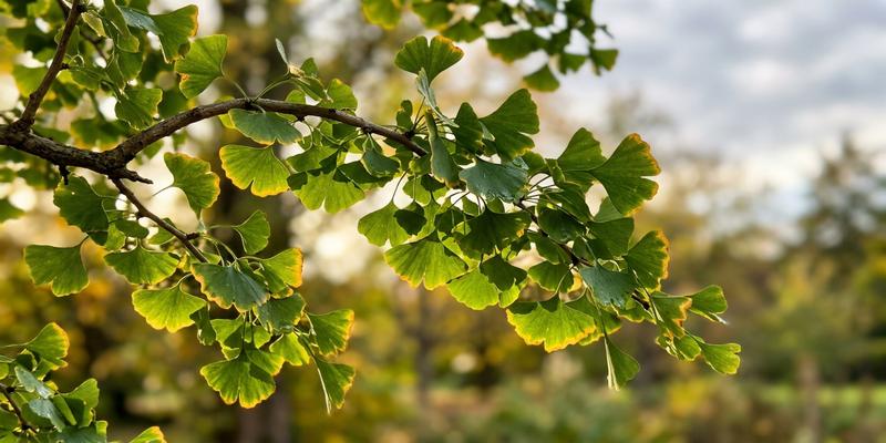 Rama de ginkgo biloba con hojas de otoño