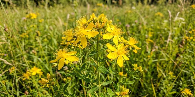 Planta de hipérico o hierba de San Juan en flor
