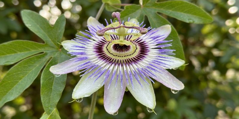 Flor de pasiflora en el jardín